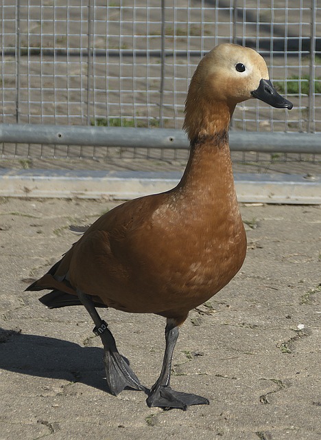 中崭露头角