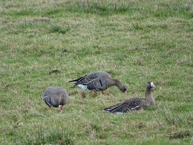 的一種投資 的一種投資